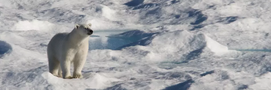 Un ours polaire semble sourire avec contentement au soleil chaud sur une banquise à Baffin Bay, Nunavut, Canada