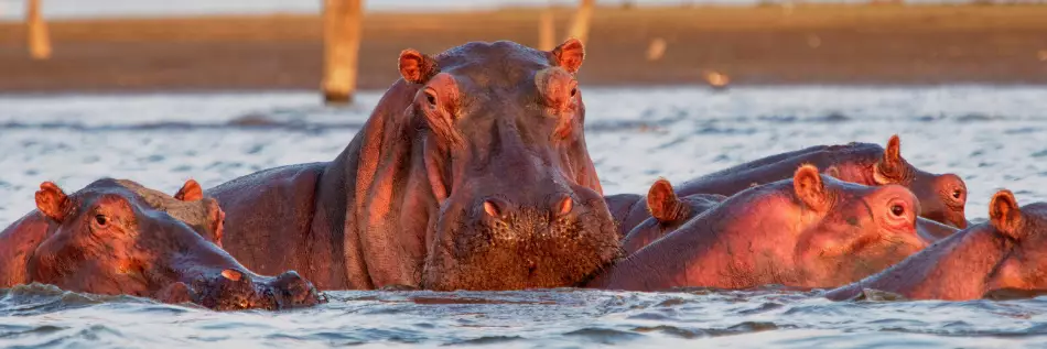 Hippopotames dans les eaux du Lac Kariba en Afrique Australe