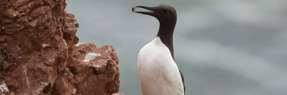 Guillemot, une espèce d’oiseau de mer de l’hémisphère nord, sur une falaise au Spitzberg