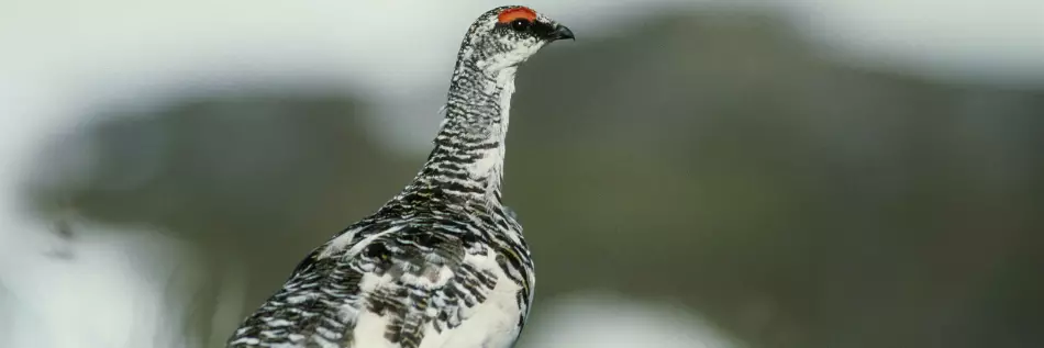 Lagopède alpin portant encore une grande partie de son plumage hivernal