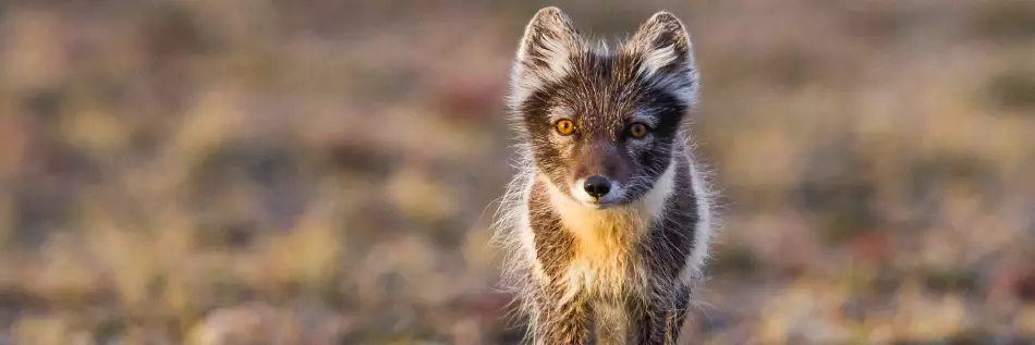 Le renard arctique en manteau d'été sur l'île de Baffin, Nunavut, Canada