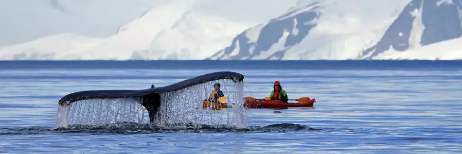 Un couple en kayak croise une baleine lors de leur excursion dans le Spitzberg
