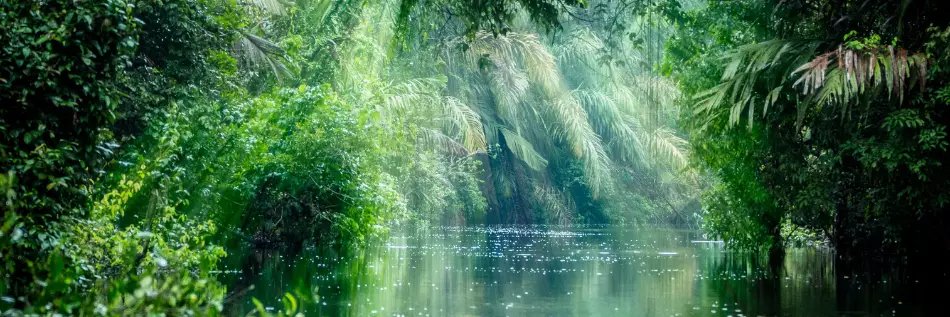 Parc national de Tortuguero, forêt tropicale, Costa Rica, côte des Caraïbes, Amérique centrale