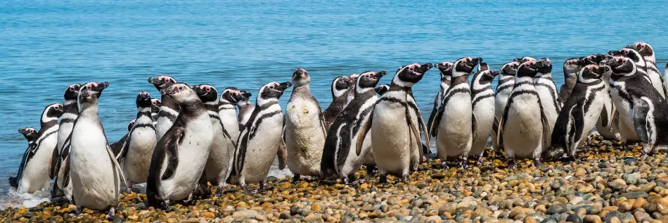 La plus grande colonie de pingouins magellaniques sur le rivage de l'océan Atlantique en saison de reproduction.