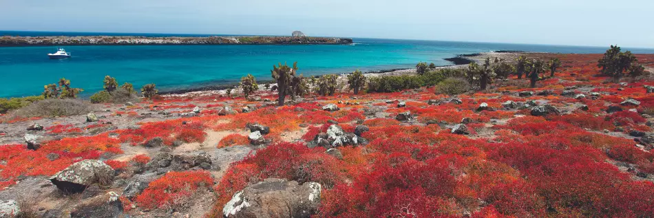 Les îles Galápagos : un territoire isolé qui abrite une faune et une flore variées, dont nombre d'espèces sont uniques.