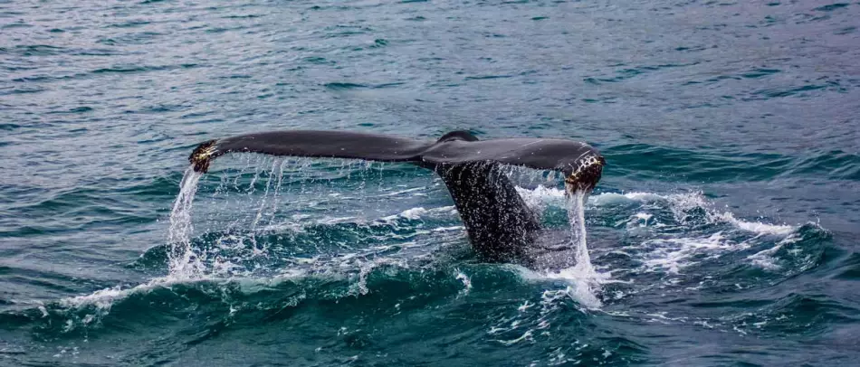 L'activité d'observation des baleines à bosse en Islande