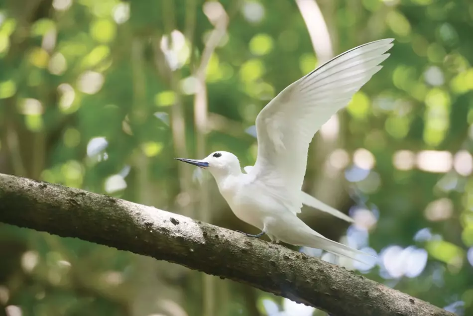 Des espèces protégées dans l'archipel des Seychelles