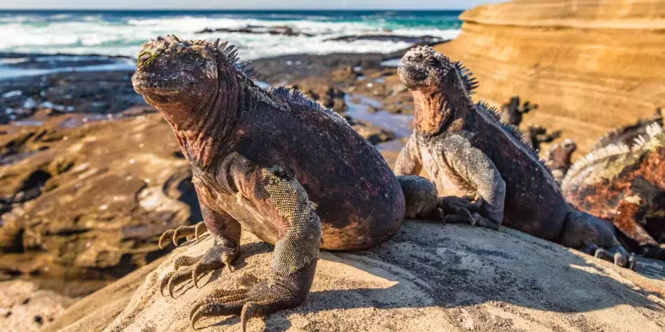 Rencontre avec des iguanes aux Galápagos