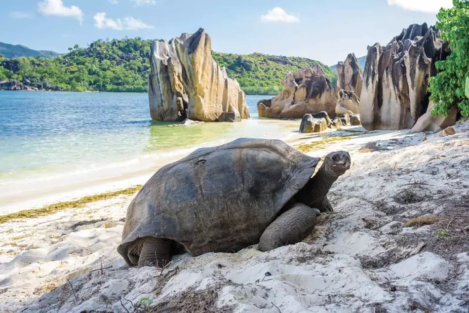 Une tortue sur une plage seychelloise