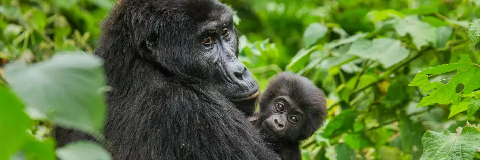 Une femelle gorille de montagne avec un bébé. Ouganda. Parc national de la forêt impénétrable de Bwindi.