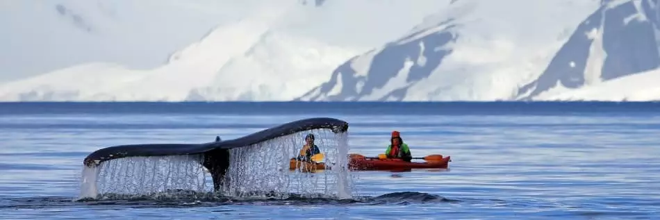 Des touristes en kayak rencontre une baleine à bosse en plein cœur de la péninsule antarctique, Antarctique