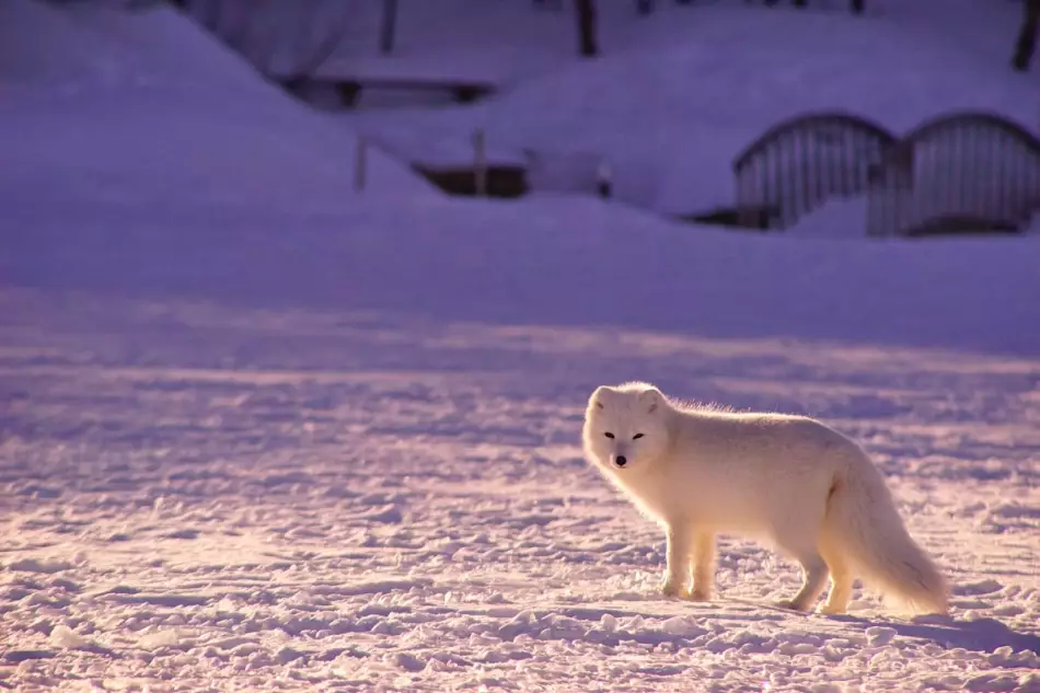 L'activité hivernale de la faune islandaise