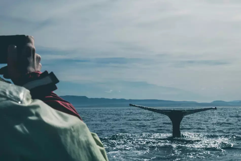 Une baleine observée lors d'une croisière en Islande