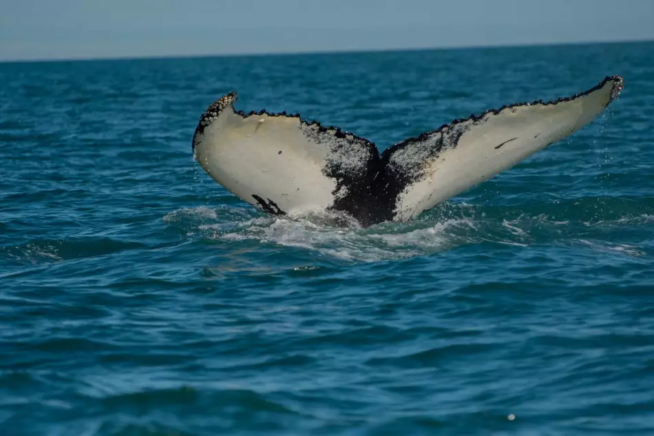 L'été : la saison des baleines en Islande