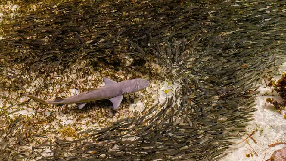 Requin observée lors d'une plongée aux Seychelles