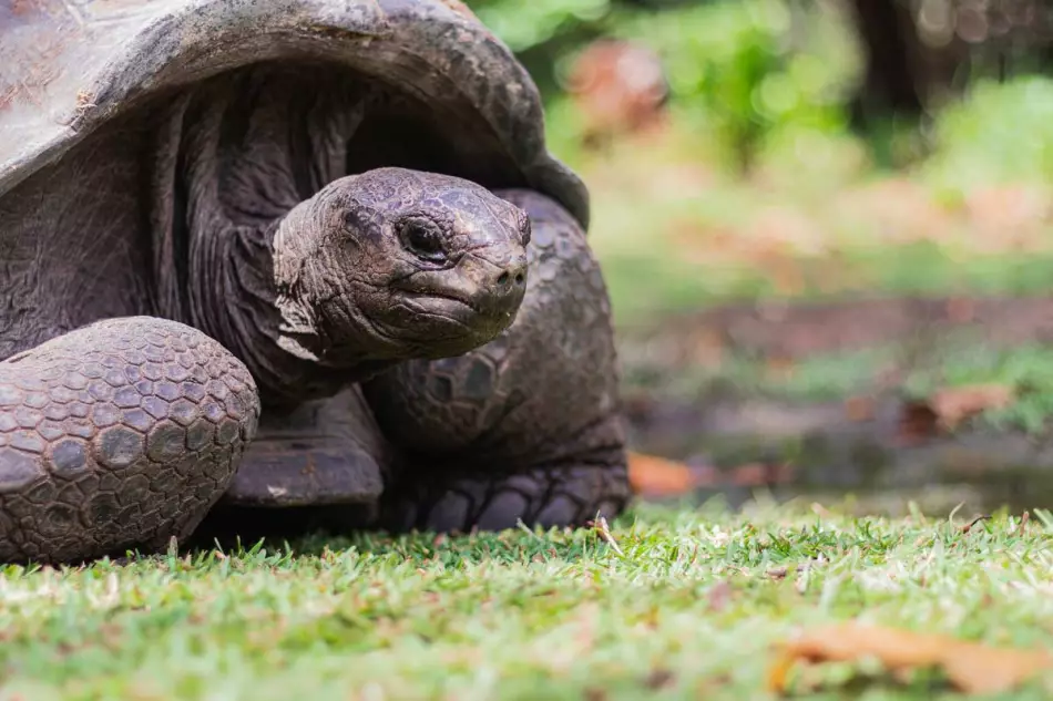 Tortue des Seychelles