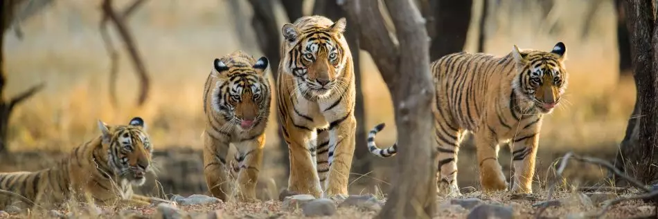 Une promenade en famille de tigres tôt le matin dans le parc national de Ranthambhore, Rajasthan, Inde