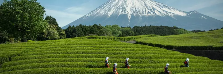 Plantation de thé vert dans la ville de Fuji, province de Shizuoka, Japon