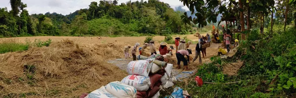 Fermiers d'un village Khamou à Luang Prabang, Laos