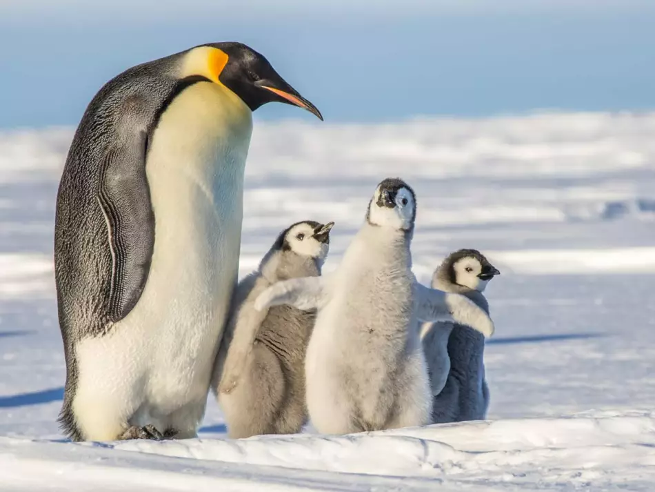 Découvertes des espèces qui peuplent le Continent blanc