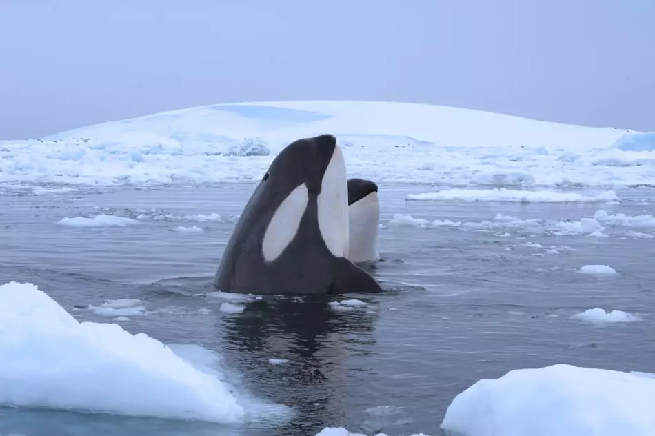 Orques en Antarctique dans la mer de Weddell