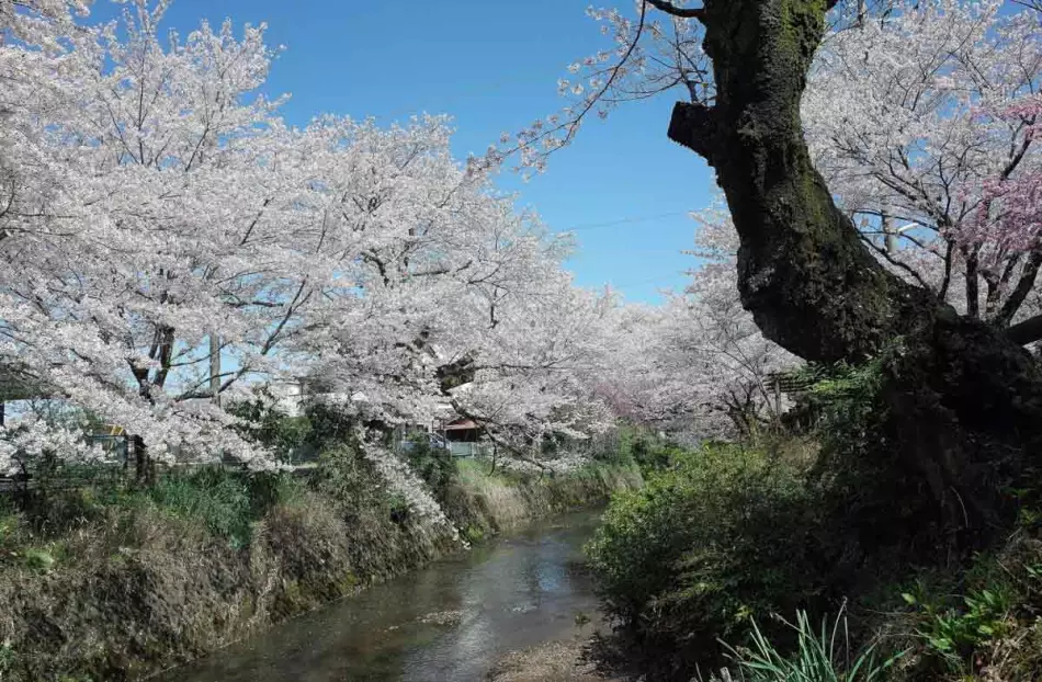 Fleurs de cerisiers