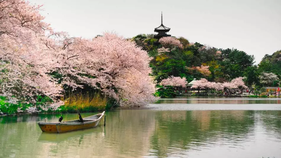 Les cerisiers en fleurs de Yokohama à découvrir lors des croisières Japon