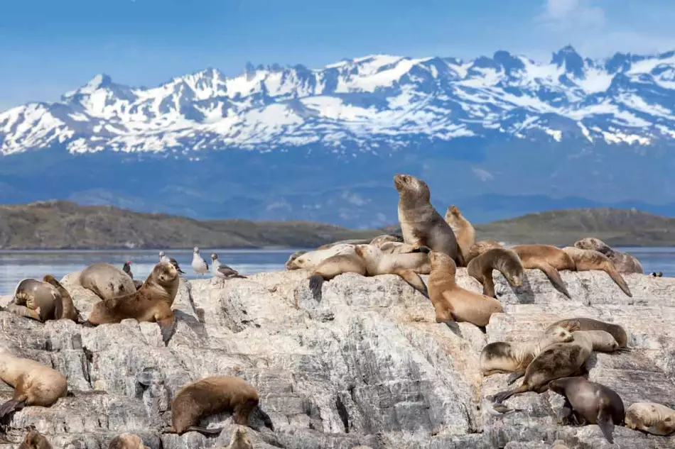 Lions de mer visibles lors de votre navigation dans le Canal de Beagle