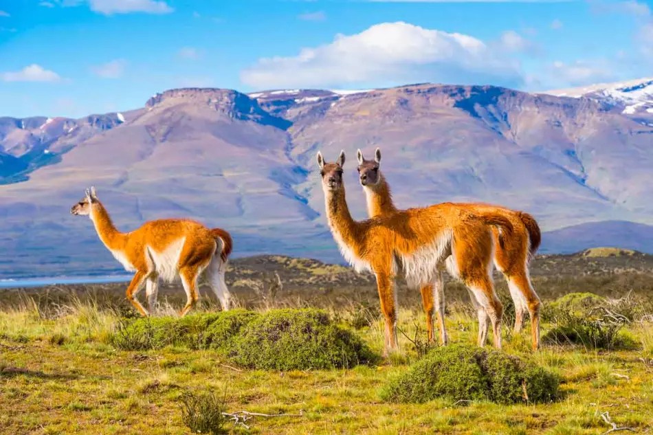 Animaux dans un parc national d'Amérique Latine