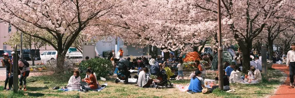 Japonais déjeunant aux pieds des cerisiers en fleur pendant l'Hanami