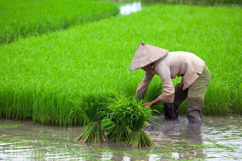 Culture du riz au Vietnam