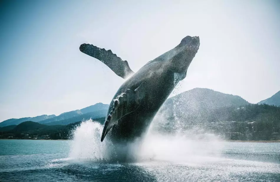 L'indispensable dans la valise en Alaska : l'appareil photo