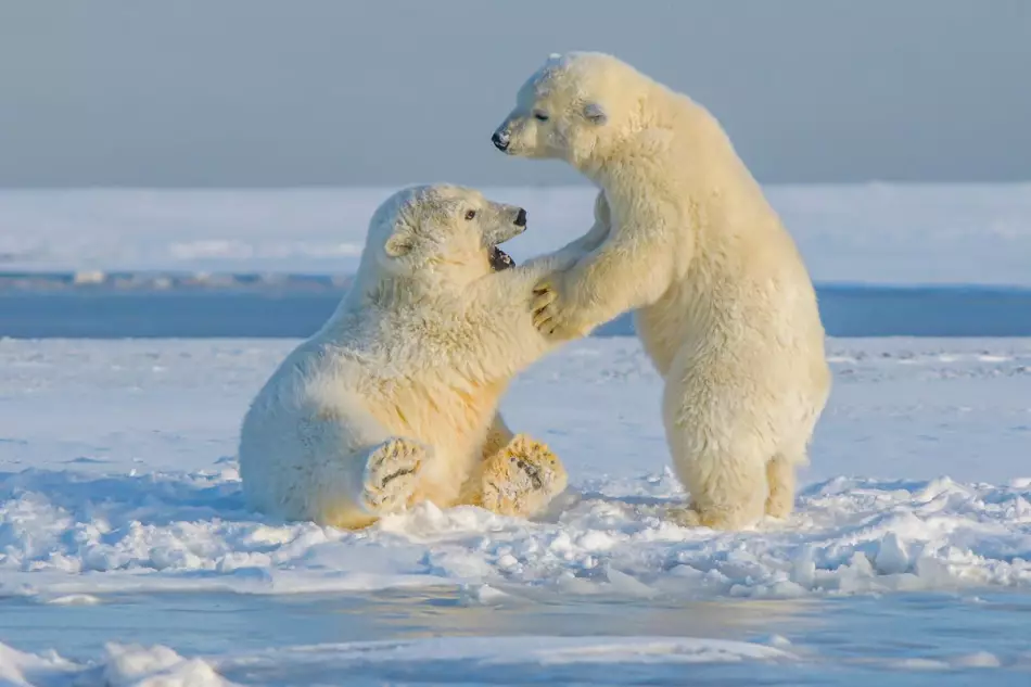 Les ours polaires en Alaska