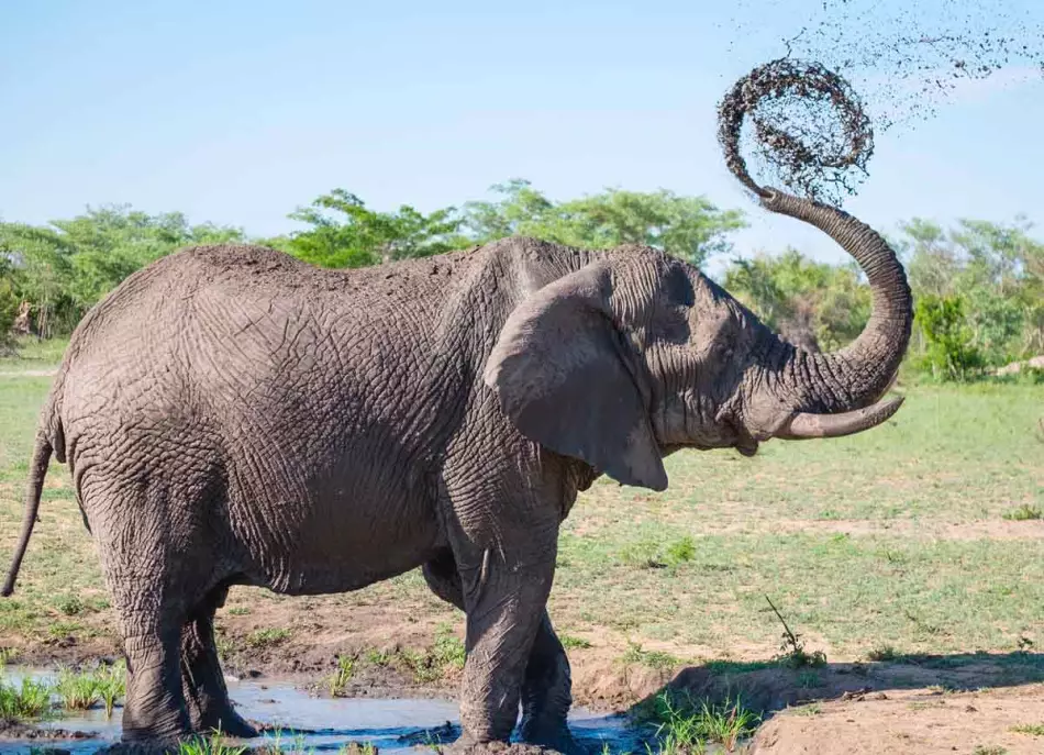 À la découverte d'une faune incroyable lors de la croisière en Afrique du Sud