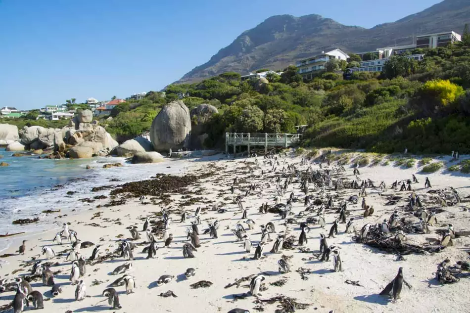 La colonie de manchots sur la plage de Boulders Beach en Afrique du Sud