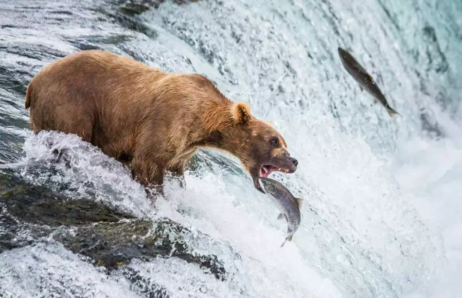 L'ours : l'animal emblématique de l'Alaska