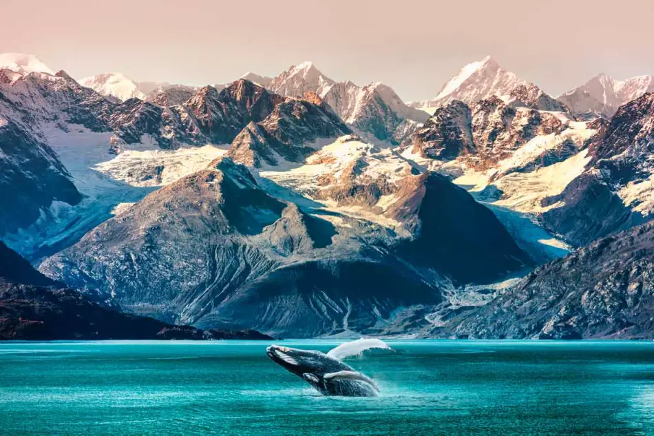 La baleine : l'un des animaux à voir absolument en Alaska