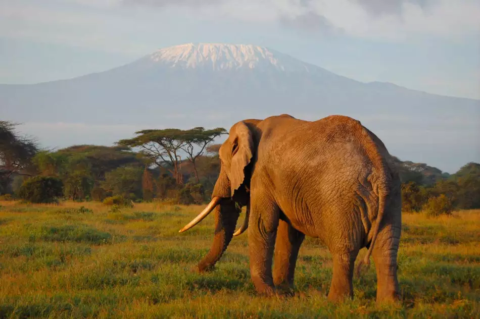 Le Kilimandjaro et sa faune visibles lors d'un circuit en Tanzanie