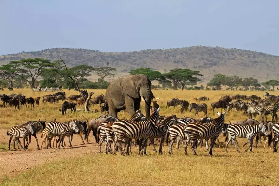 Visitez le Parc national du Serengeti lors d'un circuit en Tanzanie