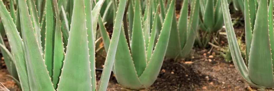 Plante d'Aloès