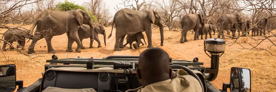 Guide à bord d'un 4x4 lors d'un safari en Afrique Australe