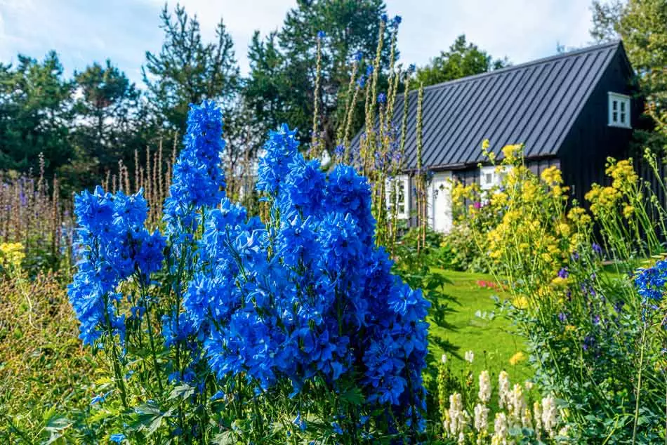 Le jardin botanique d'Akureyri