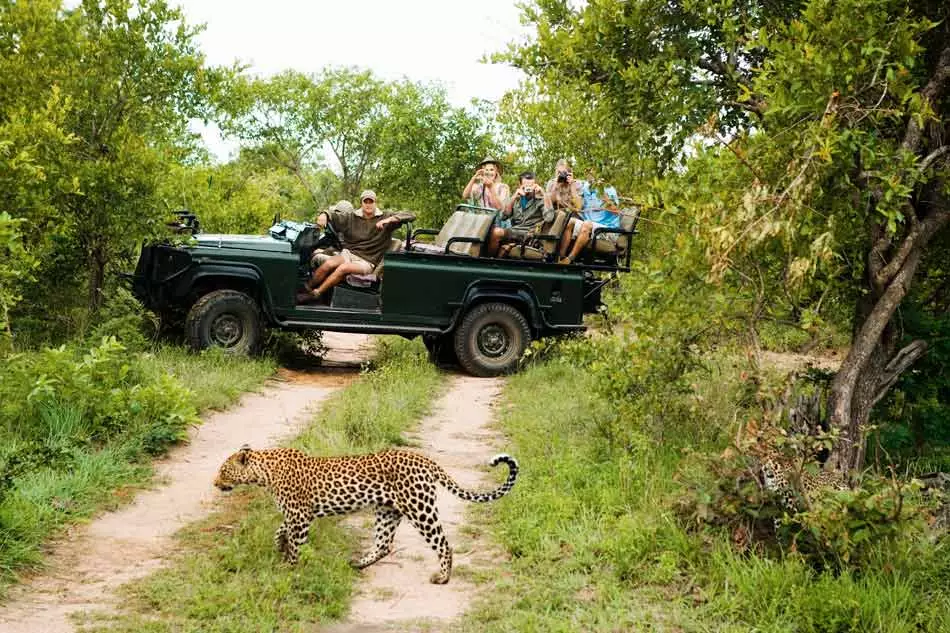 Découverte de la faune sauvage lors d'un safari