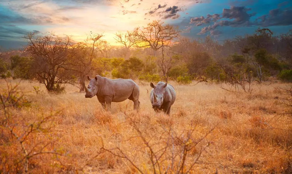 Faune sauvage du continent africain