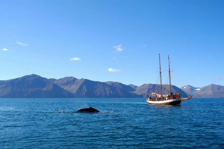 Assistez au spectacle des baleines dans les eaux islandaises