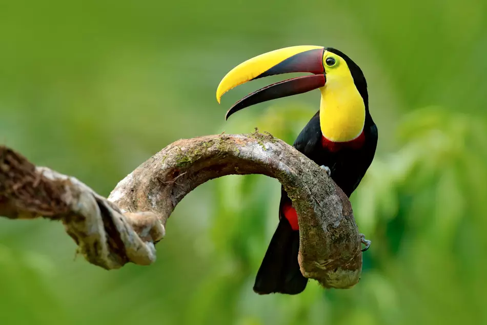 Une faune exceptionnelle au Panama