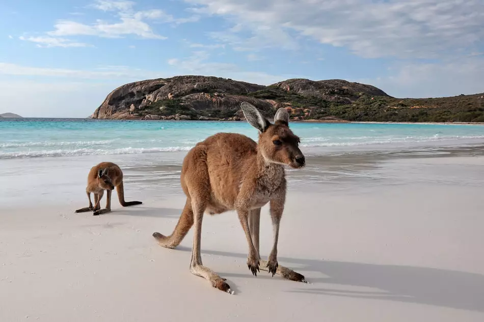 Kangourous sur une plage australienne
