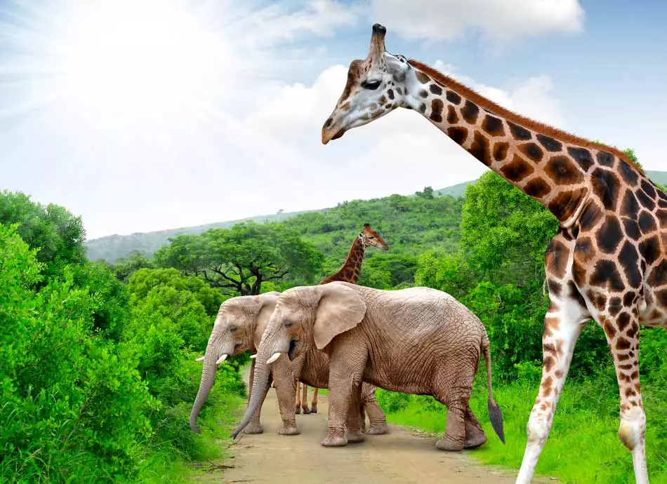 Girafe et éléphants dans le Parc Kruger