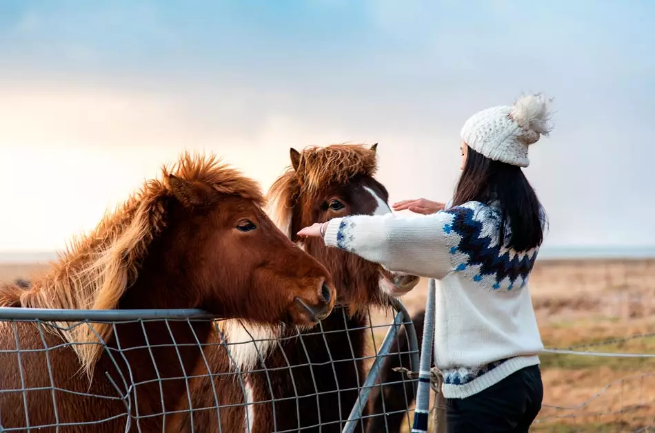Une touriste avec des chevaux islandais