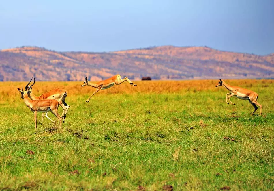 Un groupe d'Impalas